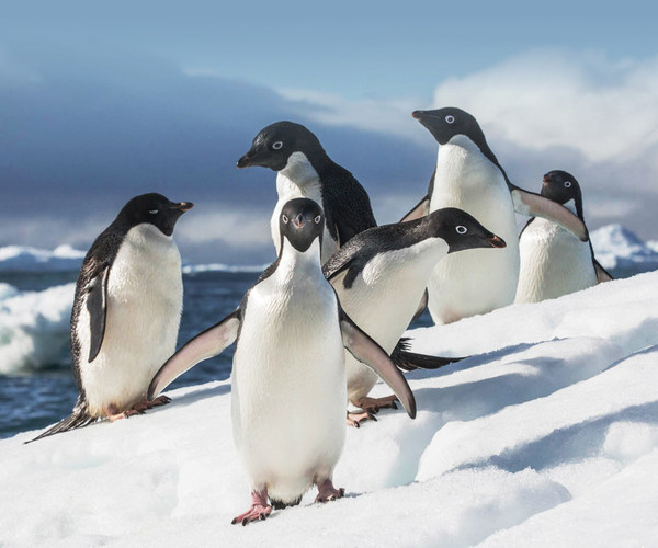 Quark Expeditions' New Antarctic 23