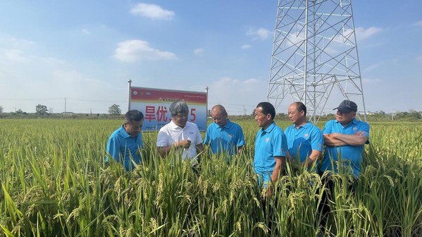 Xinhua Silk Road: Water-saving and drought-resistant rice key to high-quality crop production, experts