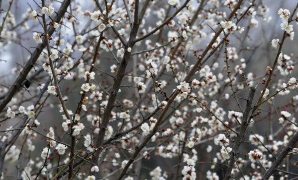 Xinhua Silk Road: Plum blossoms in full bloom in E