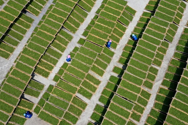 The Hometown of Chinese White Tea: Fuding's Small Leaves Spawn a Big Industry