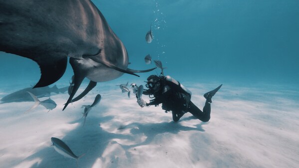 Insta360 Marks Shark Awareness Day with Global Campaign to Help Protect Sharks