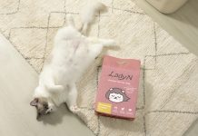 Lady N Brings Vet-Backed Pheromone Innovation to Everyday Litter Care